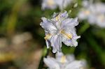 Dcim6803/DSC_9359