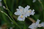 Dcim6803/DSC_9363