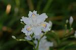 Dcim6803/DSC_9364