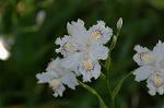 Dcim6803/DSC_9365