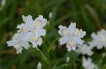 Dcim6803/DSC_9366