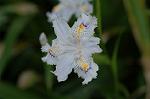 Dcim6803/DSC_9369