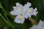 Dcim6803/DSC_9371