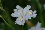 Dcim6803/DSC_9373