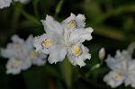 Dcim6803/DSC_9390