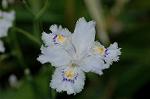 Dcim6803/DSC_9394