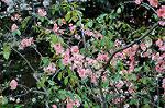 Dcim6804/DSC_2657