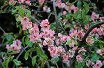 Dcim6804/DSC_2658