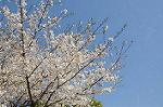 Dcim6804/DSC_2694