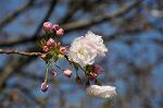 Dcim6804/DSC_2703