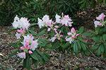 Dcim6804/DSC_2708