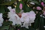 Dcim6804/DSC_2724