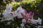 Dcim6804/DSC_2725