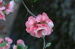Dcim6817/DSC_9466