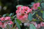 Dcim6817/DSC_9467