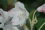 Dcim6817/DSC_9556