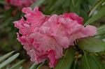 Dcim6818/DSC_9563