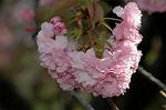 Dcim6818/DSC_9593