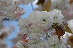 Dcim6818/DSC_9602
