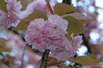 Dcim6818/DSC_9662