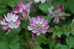 Dcim6818/DSC_9677