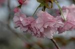 Dcim6819/DSC_9710