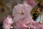 Dcim6819/DSC_9711