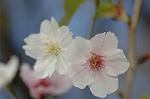 Dcim6819/DSC_9727
