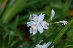 Dcim6819/DSC_9737
