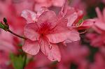 Dcim6819/DSC_9741