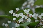 Dcim6819/DSC_9801