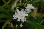 Dcim6819/DSC_9802