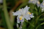 Dcim6819/DSC_9803
