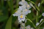 Dcim6819/DSC_9809