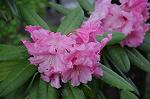 Dcim6820/DSC_3881