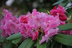 Dcim6820/DSC_3883