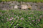 Dcim6821/DSC_3950