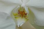 Dcim6822/DSC_9954