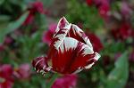 Dcim6824/DSC_0058