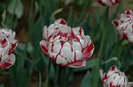 Dcim6824/DSC_0107