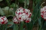 Dcim6824/DSC_0108
