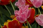 Dcim6825/DSC_0158