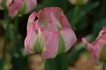 Dcim6825/DSC_0175