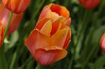 Dcim6825/DSC_0177