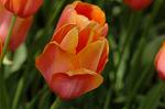 Dcim6825/DSC_0178