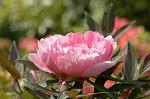Dcim6825/DSC_0205