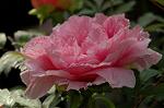 Dcim6825/DSC_0206