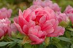 Dcim6825/DSC_0227