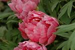 Dcim6825/DSC_0228