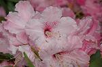 Dcim6825/DSC_0229
